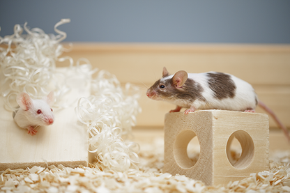 Tapvei Cubes for mice (72 pcs)