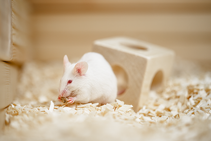 Tapvei Cubes for mice (72 pcs)